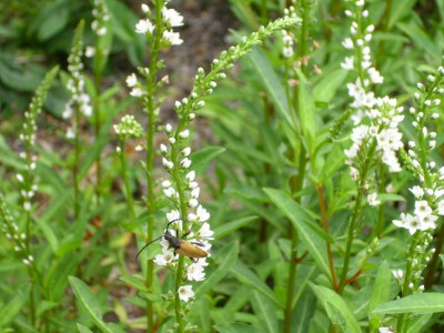 2._August_2008_015kl._23Lysimachia_Snow-Candle_QF.JPG