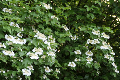 Viburnum opulus
