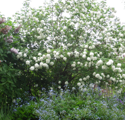 Viburnum opulus 'Roseum'
