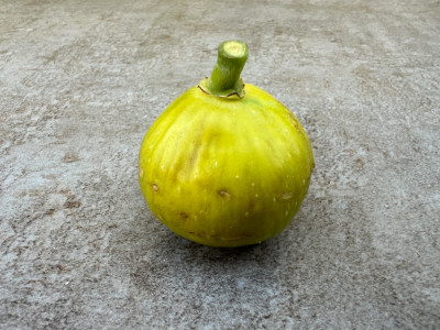 IMG_4597.jpeg