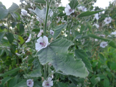 Althaea officinalis