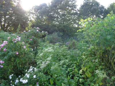 Am Rosenhang , Eupatorium, Rosen