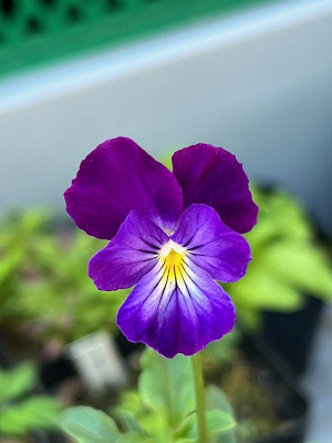 2024-08-24 Viola corsica.jpg