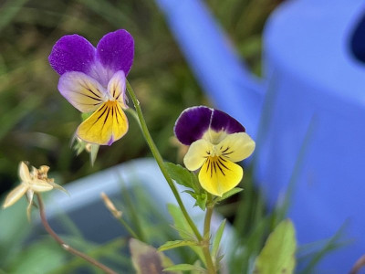 2024-08-24 Viola vagabund.jpg