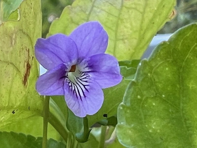 2024-08-24 Viola rostrata japonica.jpg