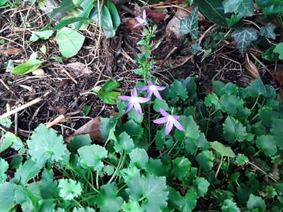 GlockenCampanula.jpg