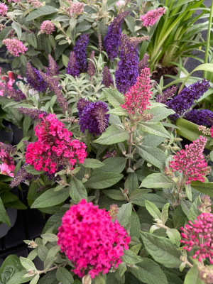 Buddleja Candy Serie Plantarium.jpg