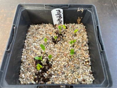 Hippophae rhamnoides Germination August 2024.jpg