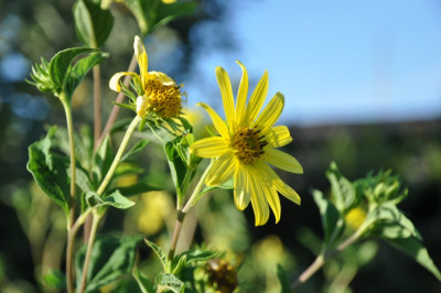 07_Helianthus_LemonQueen_DSC_0077.JPG