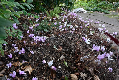 Cyclamen-Aug2524_013.jpg