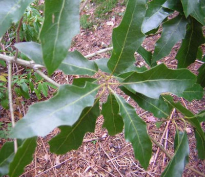 77Quercus_canbyi.jpg