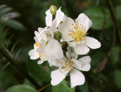 Multiflora-nana-II.jpg