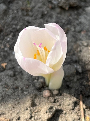 2024-08-26 Colchicum  Innocence.jpg