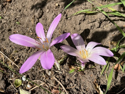 2024-08-26 Colchicum schildlos.jpg