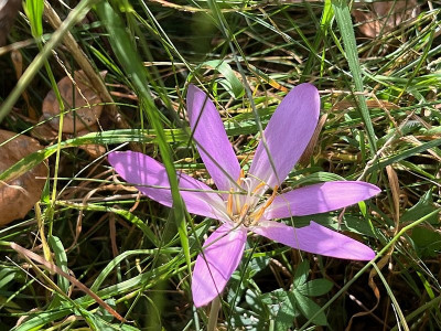 2024-08-26 Colchicum.jpg