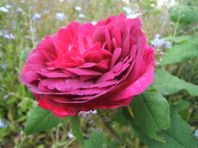 Indigo-Farben._Blute.JPG