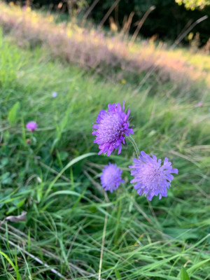 4EBB8032-CA51-465D-8B66-85290C0F0770.jpeg
