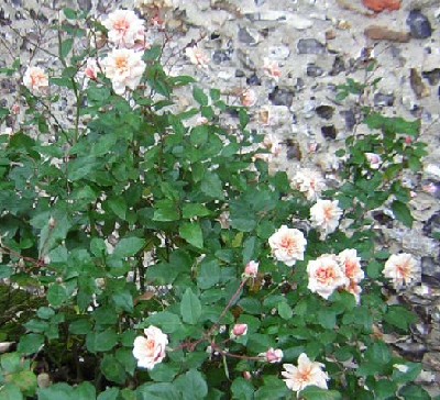 77Rosa_PerleDor1.jpg