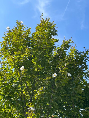 Stewartia pseudocamellia August 2024.jpg