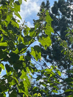 IMG_0833 5.jpeg