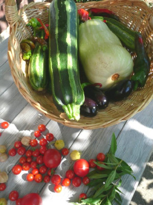 a_ernte_080909.jpg
