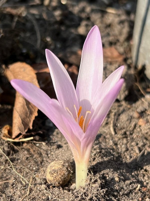 2024-08-28 Colchicum.jpg