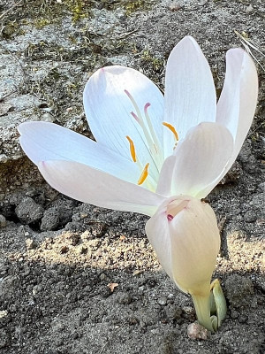 2024-08-27 Colchicum Innocence.jpg