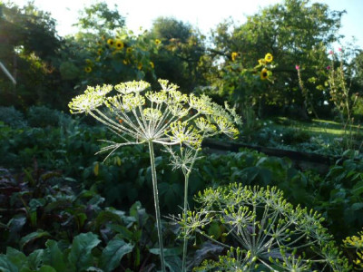 a_gemuse_080909.jpg