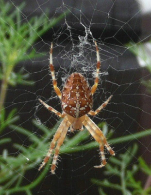 a_kreuzspinne.jpg
