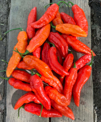bhut.jpg