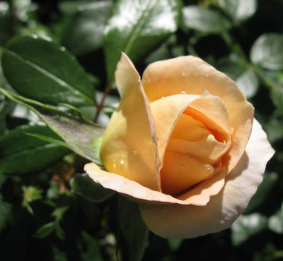 IMG_1368a.jpg