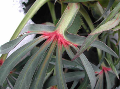 helleborus_foetidus_2.jpg