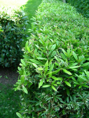 Berberis julianae.JPG