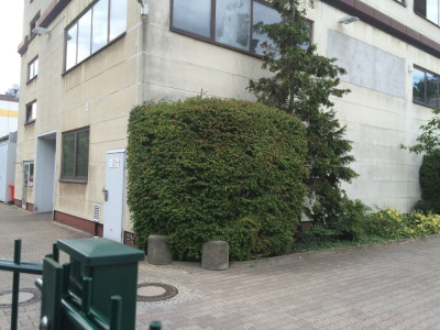Kolkwitziahecke (2).JPG