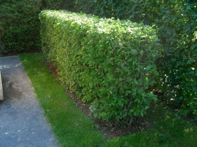 Cornus mas (2).JPG