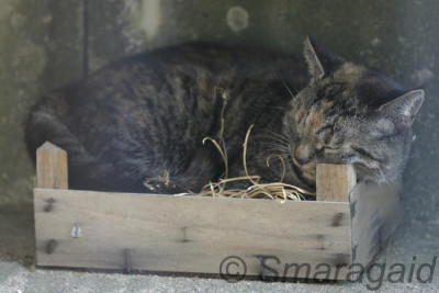 0-Kistenkatze_2745.jpg