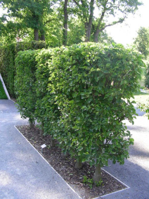 Pyrus calleryana ´Chanticleer´ (2).JPG