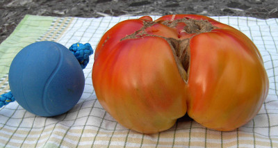 PICT2287a.jpg
