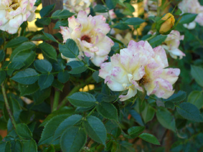 gelberose1.jpg