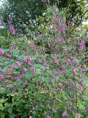 Indigofera amblyantha September 2024.jpg
