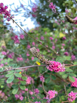 Indigofera amblyantha fasciatie September 2024.jpg