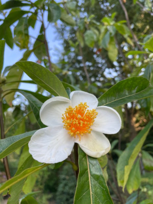 Franklinia alatamaha September 2024.jpg