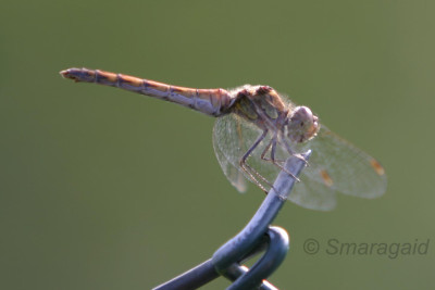 0-libelle_2798.jpg