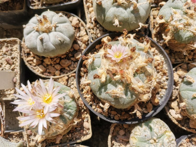 Lophophora.jpeg