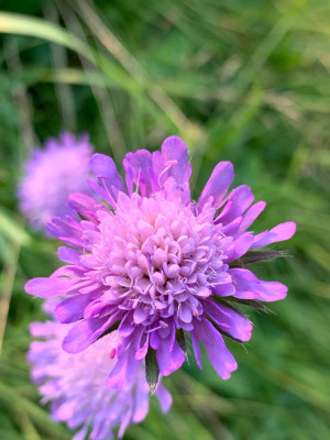 30C21191-BEE6-441B-963F-6C614E91AB01.jpeg