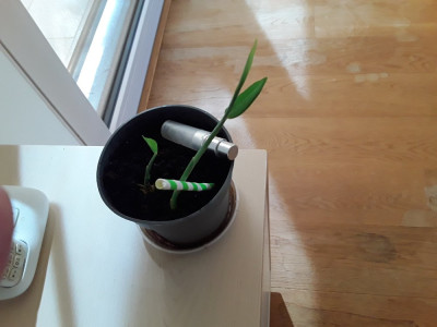 Mitbringsel.jpg
