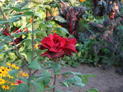 rose_und_gemuse.jpg