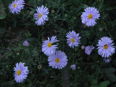 unbekannte_aster_2008.jpg
