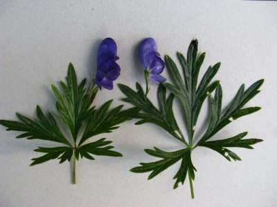 Vergleich Franz Marc Aconitum Kuckucksei.JPG
