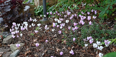 Cyclamen-hed-Aug1824_012.jpg